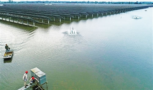                                         
	
	電力工人在興化市沙溝水上光伏電站檢修設(shè)備。 

	
	鳥兒在興化市千垛鎮(zhèn)光伏電站水面上覓食