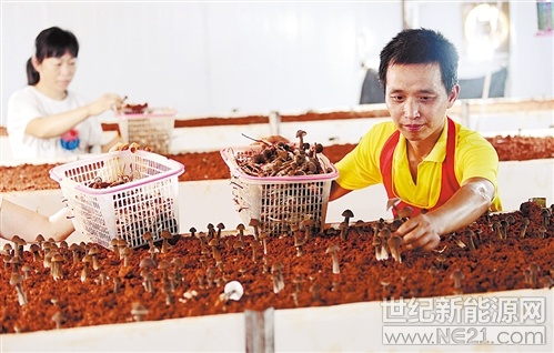 7月17日，江西省宜豐縣新昌鎮(zhèn)羿飛永徽公司菌農(nóng)在采摘雞樅菌。近年來，宜豐縣依托良好的生態(tài)優(yōu)勢，大力發(fā)展“光伏+生態(tài)農(nóng)業(yè)”，打造光伏發(fā)電與生態(tài)種養(yǎng)“一地多用”立體開發(fā)模式，形成了產(chǎn)購銷一體化鏈條，助力農(nóng)民增收