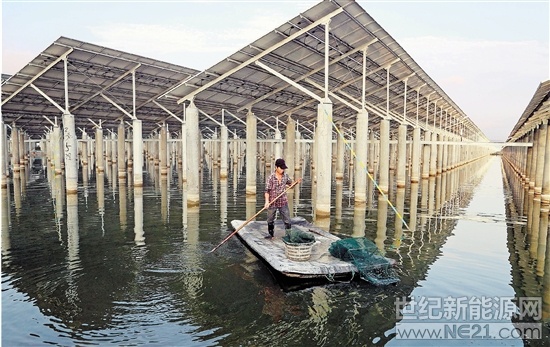 
 
近日，在玉環(huán)漩門三期光伏大棚下，養(yǎng)殖戶林美頭撐著小“船”啟捕鋸緣青蟹。他說，這些青蟹體大肉豐，相當搶手