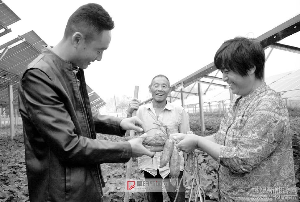 
 
阜南縣柳溝鎮(zhèn)岳橋村菜園光伏扶貧項(xiàng)目占地82 畝，自去年6 月份建成并網(wǎng)發(fā)電以來，采取農(nóng)光互補(bǔ)模式運(yùn)行，上方光伏板發(fā)電、下方種植農(nóng)作物，實(shí)現(xiàn)31 戶農(nóng)民得土地租金、全鎮(zhèn)644 戶貧困戶享收益分紅、村集體經(jīng)濟(jì)增加的多贏效果。圖為10 月10 日，岳橋村群眾收獲光伏板下種植的紅薯