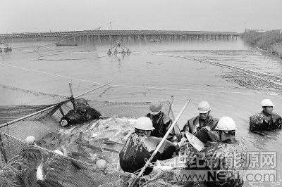 水上結(jié)網(wǎng)發(fā)電 水下養(yǎng)魚賺錢

“光伏魚塘”首次起魚5萬多斤 



昨天下午，我市首個漁光一體光伏電站開始捕魚。 本報記者 劉高璐攝

南報網(wǎng)訊 （通訊員 周科峰 記者 葛妍） 水上光伏發(fā)電上網(wǎng)，水下養(yǎng)魚養(yǎng)蟹賺錢，在秋天這個收獲的季節(jié)，我市第一個漁光一體光伏電站迎來了豐收季，昨天首次起魚就撈上來5萬多斤草魚，光伏電站自二期投運以來，3個月累計發(fā)電2237.08萬千瓦時，累計發(fā)電效益近2000萬元